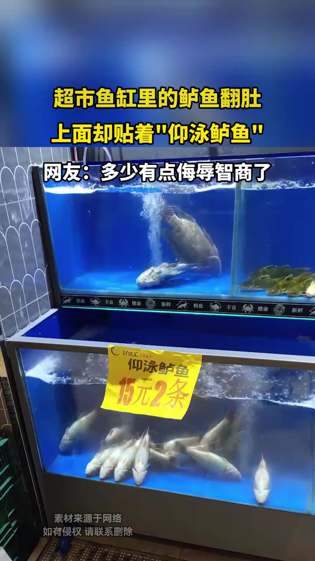 超市鱼缸里的鲈鱼翻肚,上面却贴着仰泳鲈鱼