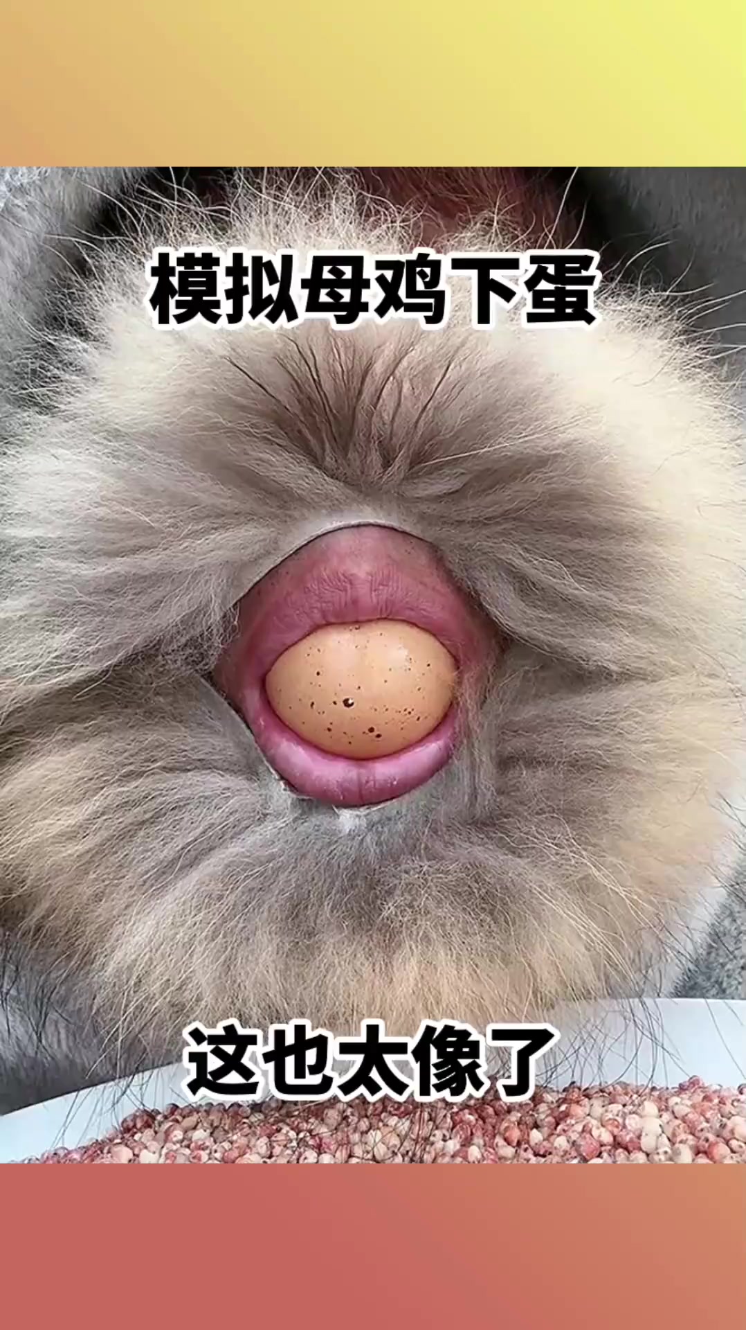 模拟母鸡下蛋,这也太像了!