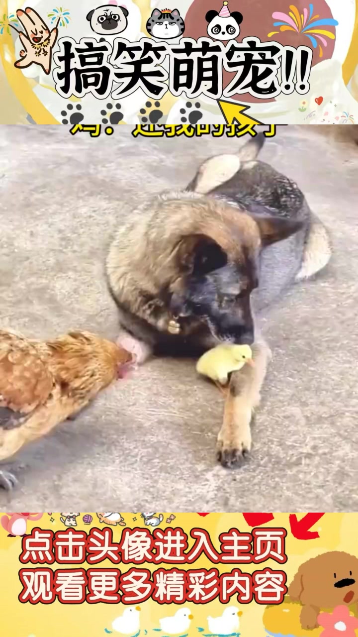 勇敢鸡妈妈保护小鸡，成功吓跑狗狗展现母爱无畏精神！