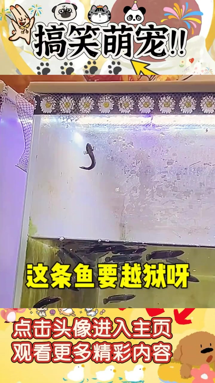 “这条鱼竟然长出两条腿，准备上岸的神奇瞬间！”