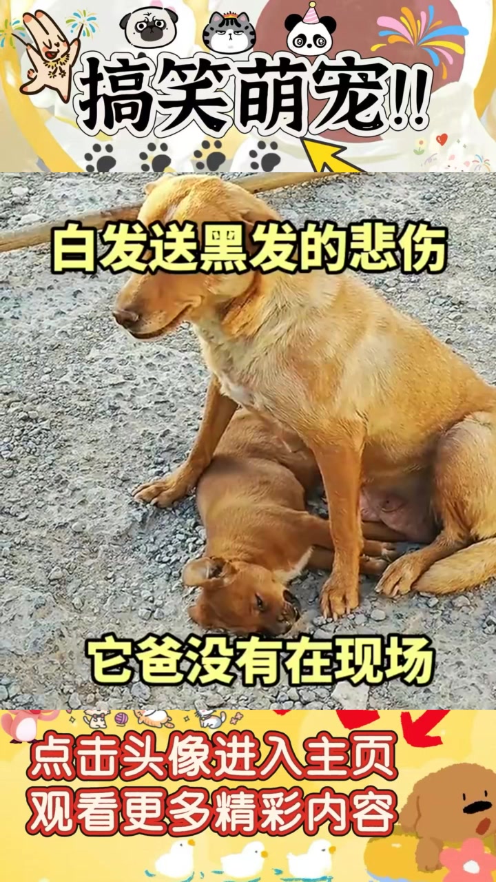 小黄狗用爱守护小黄,悲伤的父亲缺席引发深思