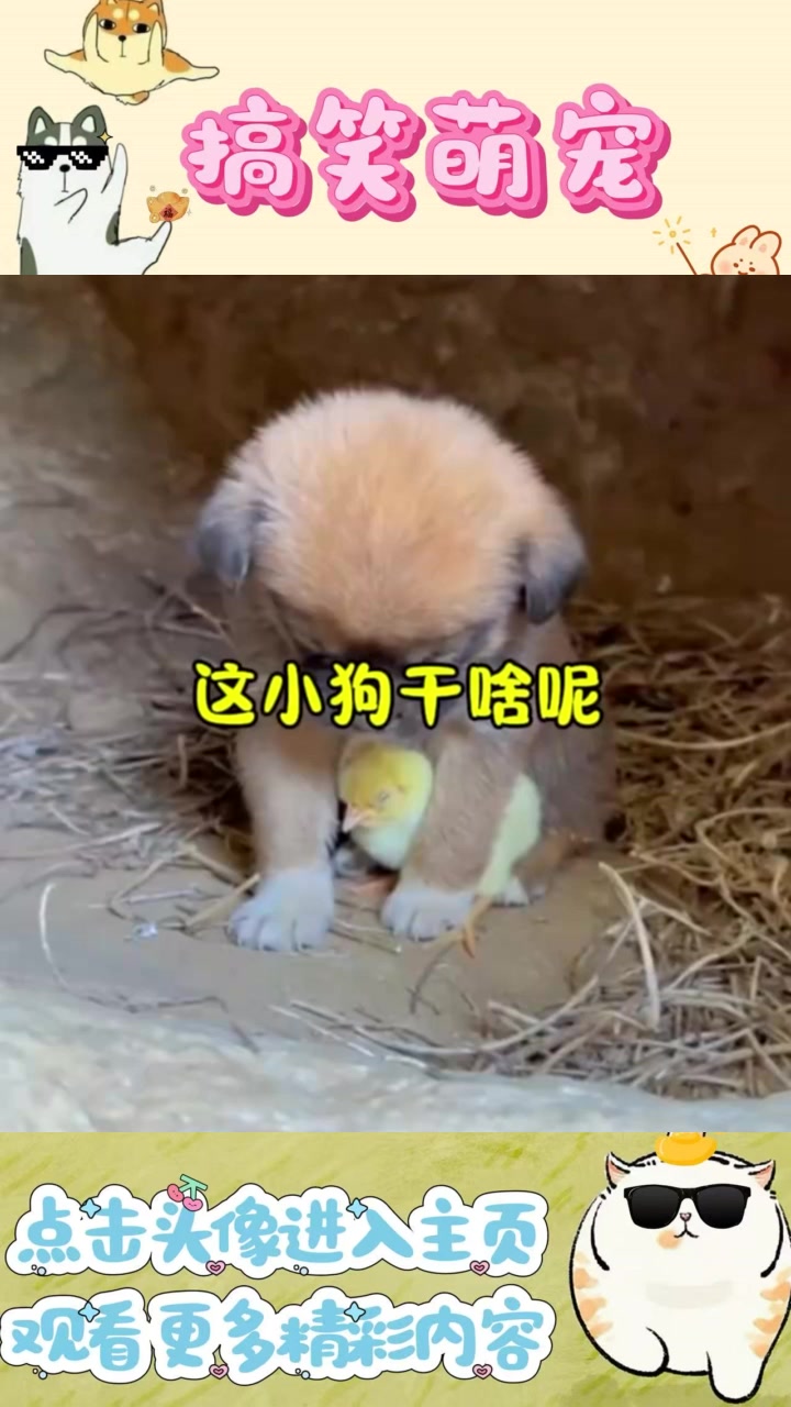 小狗与小鸡的趣味友谊:可爱时刻温馨相依