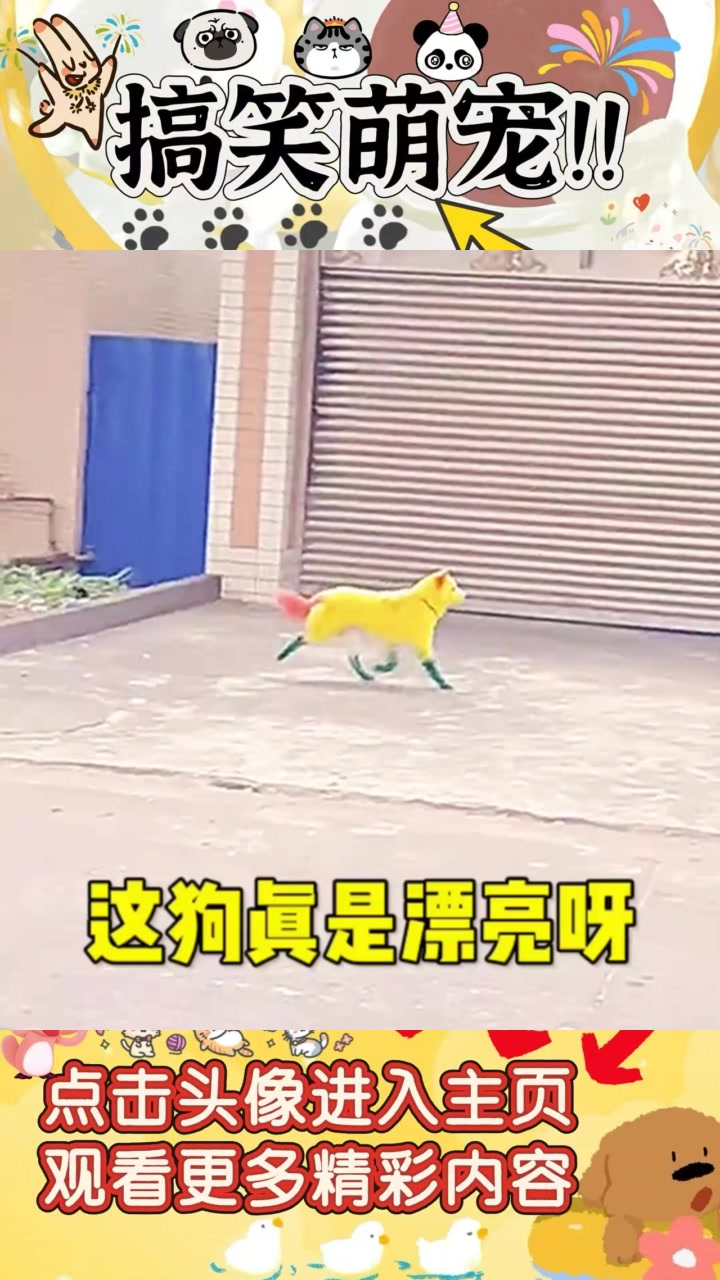 奇特小黄狗现身,绿色腿红色尾巴引人注目,究竟是谁家爱犬?