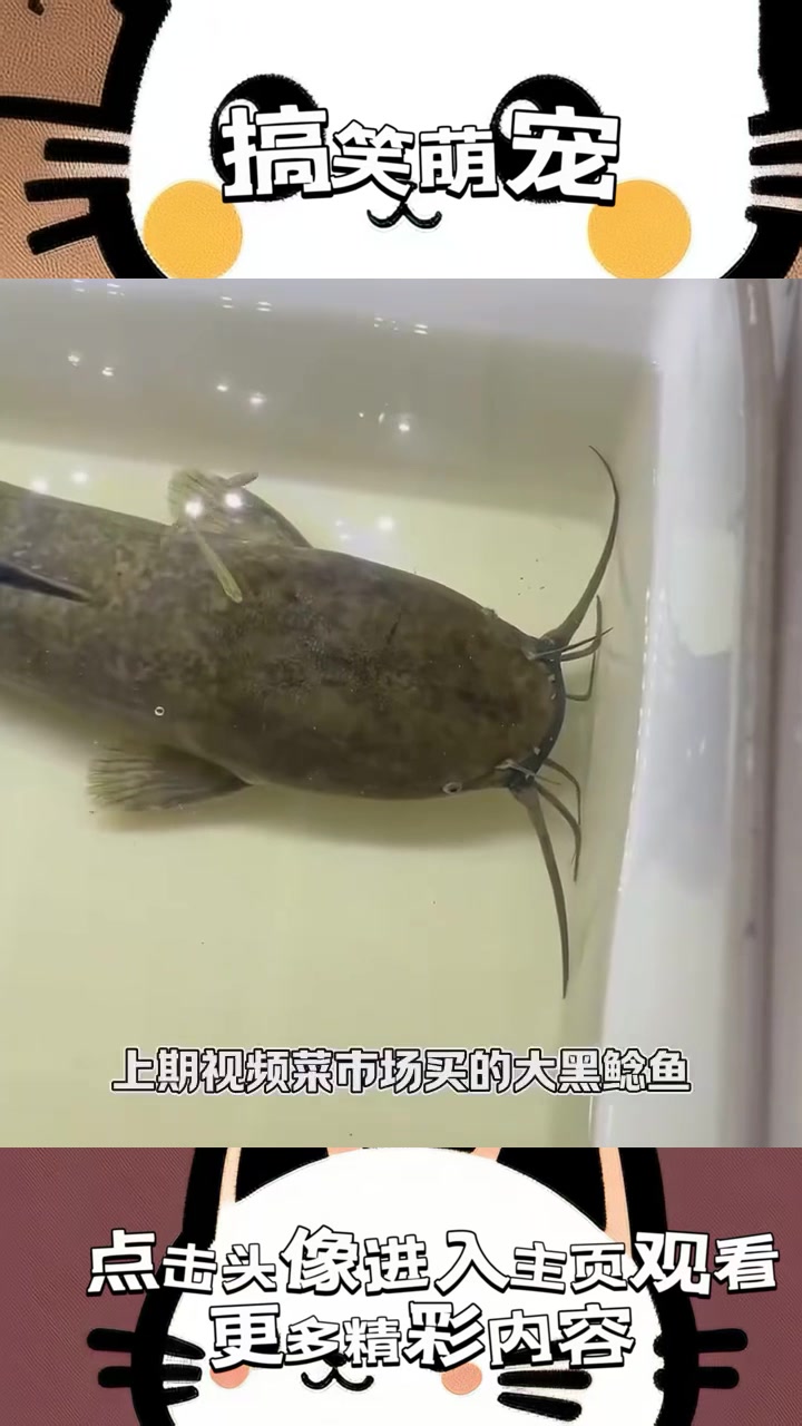 “意外发现！菜市场里的神秘粉色鲶鱼与脏污埃及鲶鱼的奇妙较量”