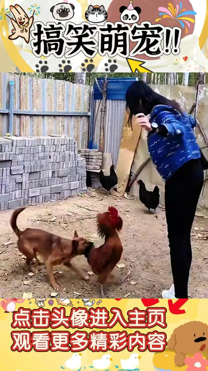 《鸡与狗的奇妙对话：婚事背后的小秘密与幽默》