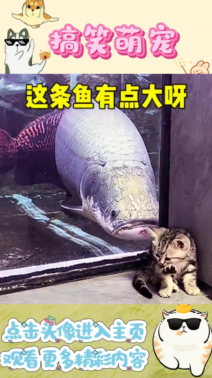 猫咪的鱼猎时代已过，面对小鱼的挑战该何去何从？