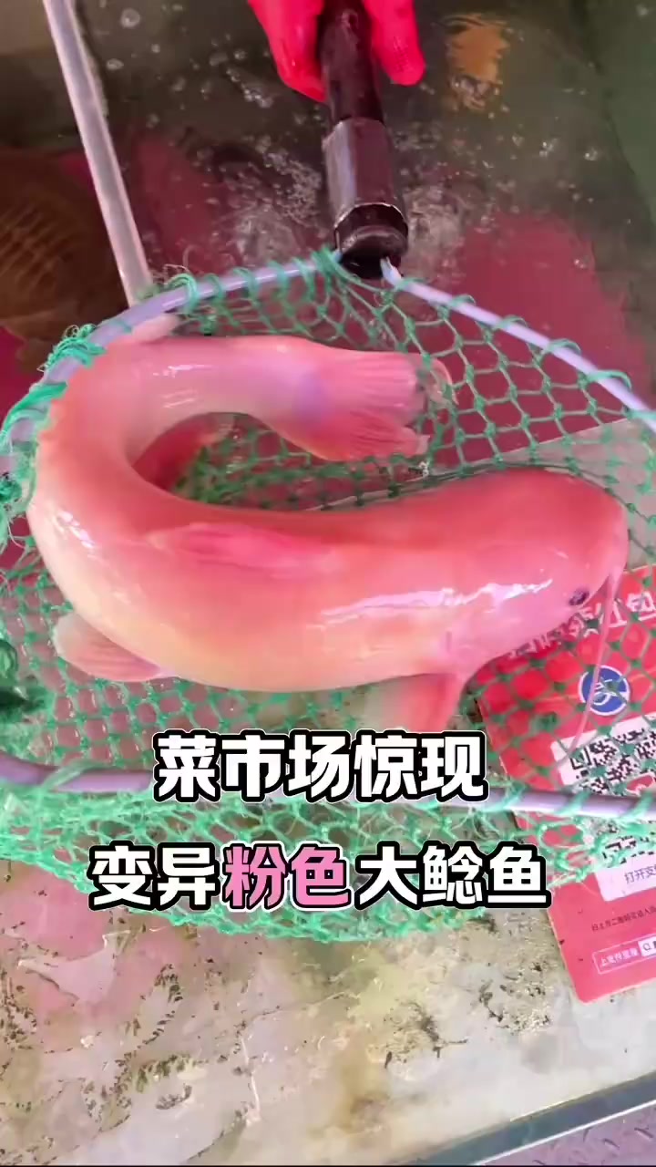 菜市场稀有粉色鲶鱼收入囊中,埃及鲶鱼我该怎么处理?