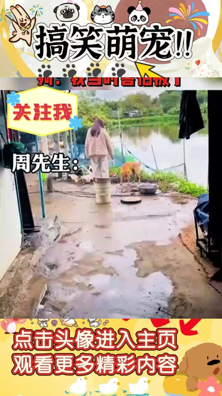 狗子惹事记:家中杀鸡引发的搞笑插曲与紧张时刻