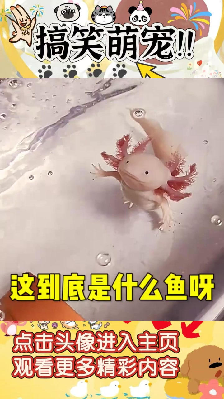 “稀奇古怪的可爱鱼，像是电影中的小妖怪！”