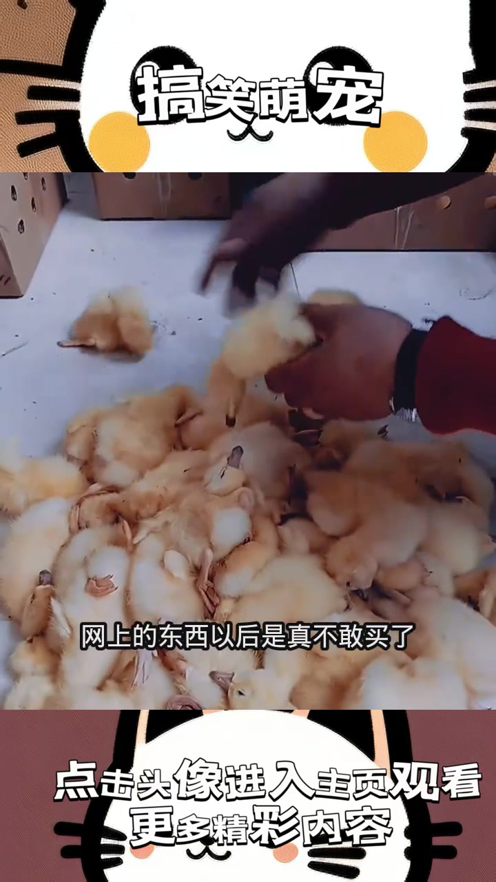 “网购小鸡奇案:活物竟全身瘫痪,背后隐藏着不可思议的真相?”