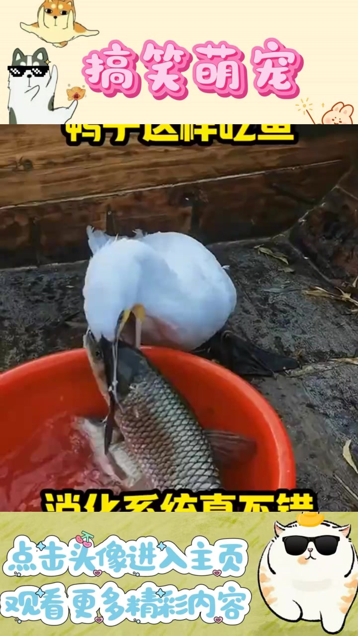 鸭子吞鱼的惊人瞬间,生物奇观引发我好奇心!