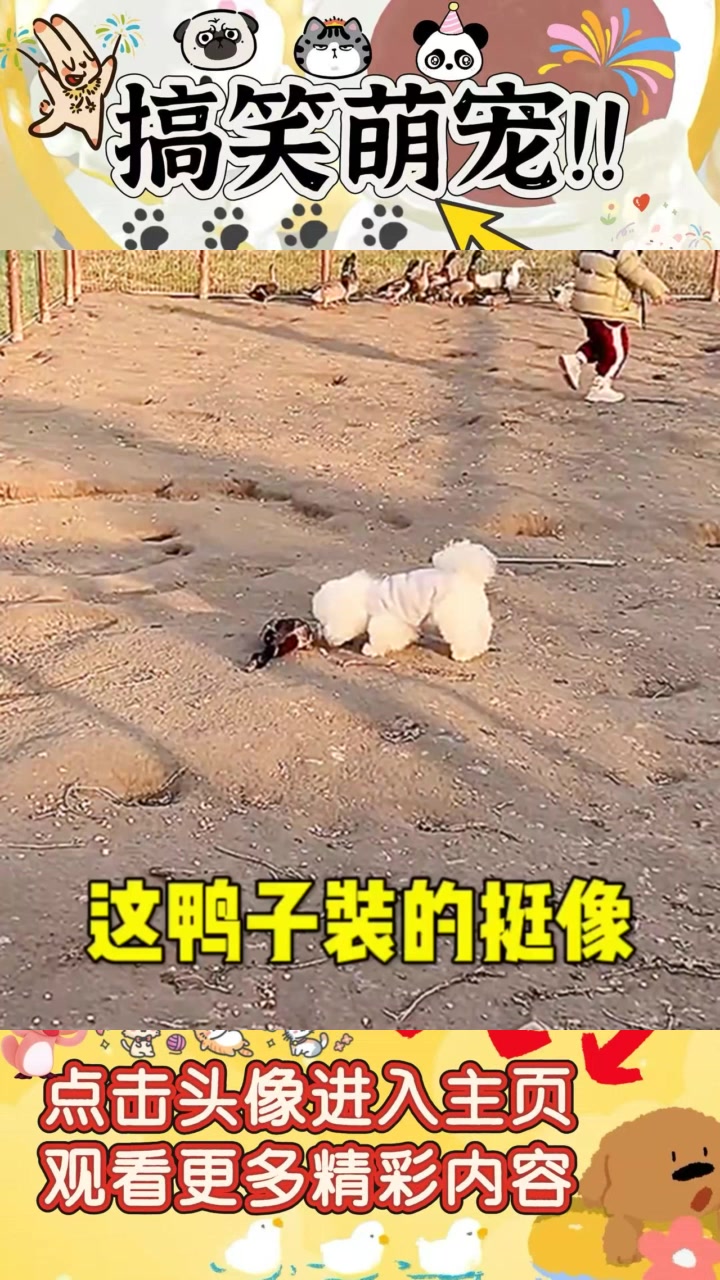 调皮狗狗追鸡惹笑料,骑上鸭子似演员,成村里小明星!