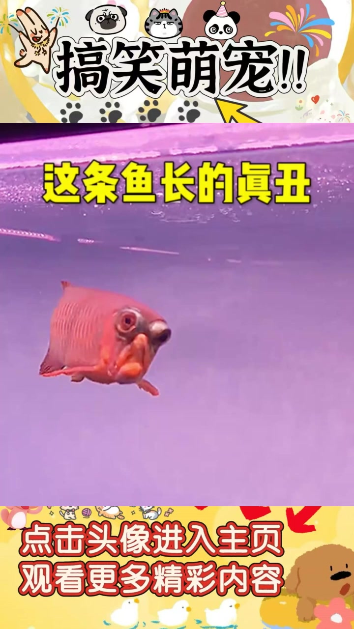金龙鱼的贵与丑：华丽外表下的真实“面目”分析