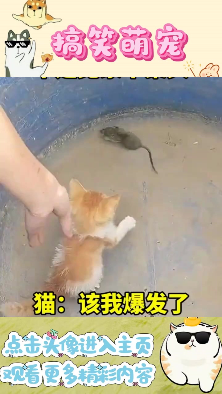 “杰瑞与小老鼠的有趣对话:那股熟悉的味道是哪来的?”