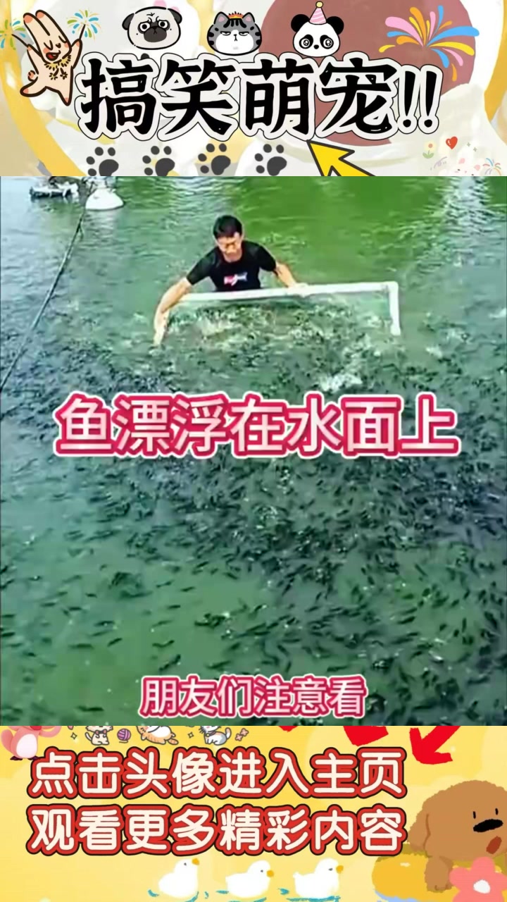 “罕见景象:恶劣天气致池塘鱼类浮出水面,背后原因引人关注”
