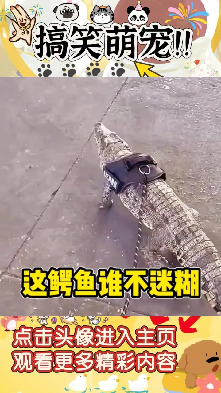 “遛宠物新趋势：带着我的鳄鱼，谁敢靠近我？”
