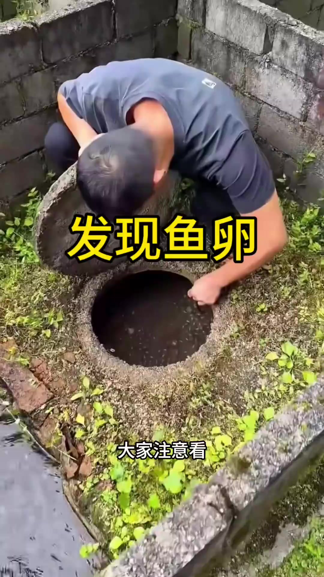 这是什么鱼卵啊,怎么这么大一颗。
