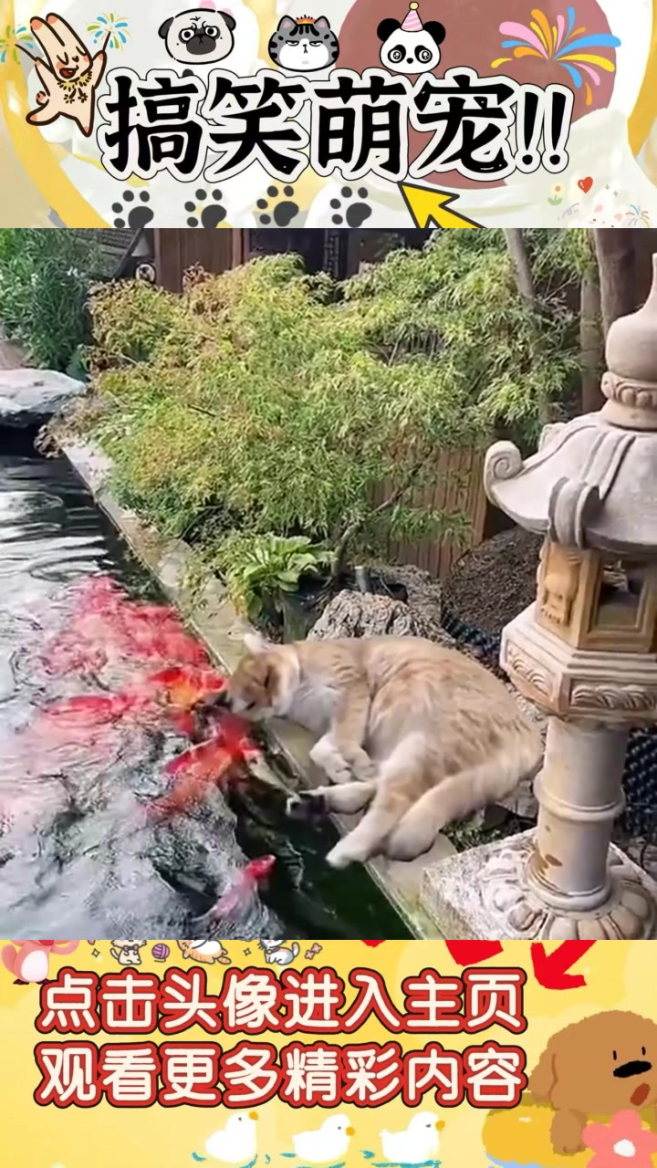 改变自我的猫，视鱼儿如粪土！