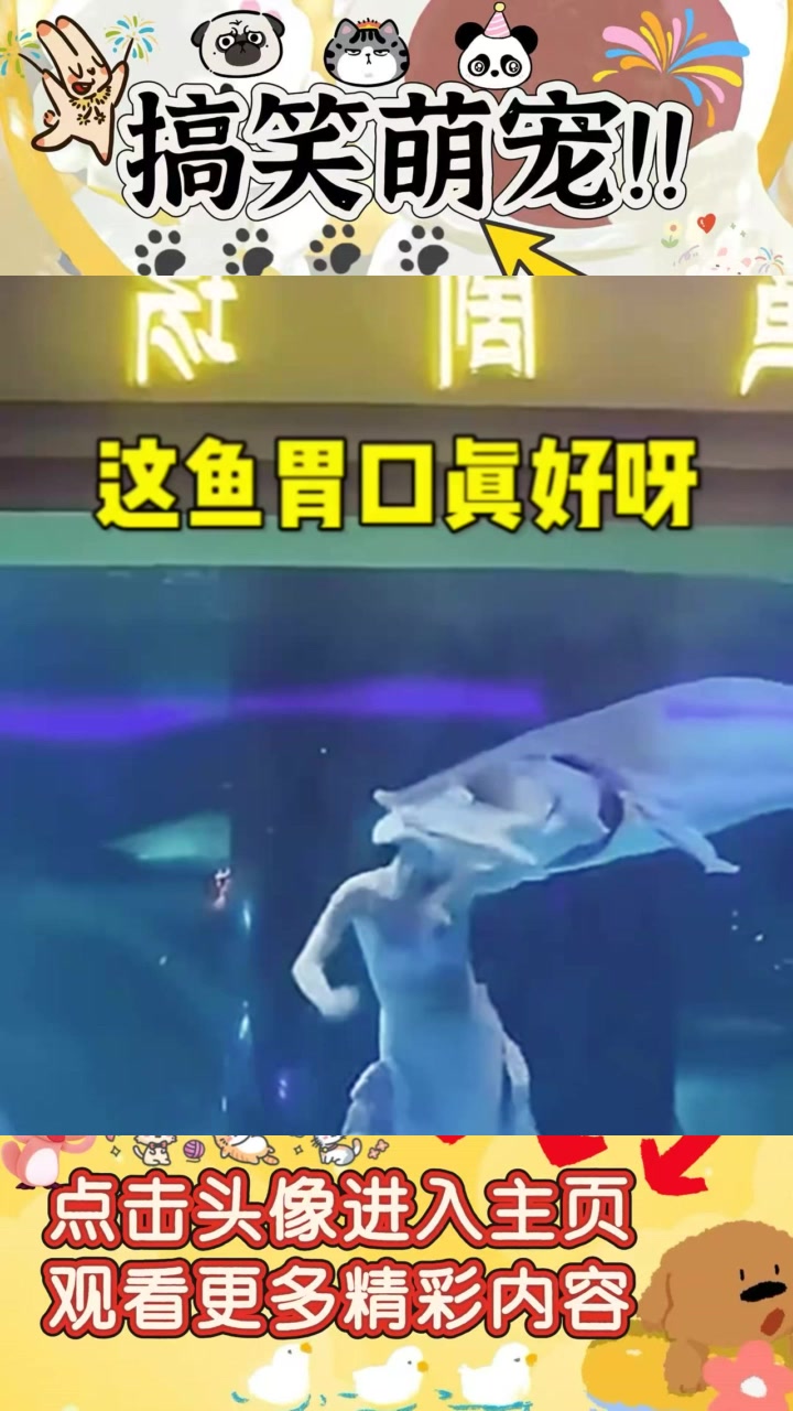 惊艳美人鱼表演,鲨鱼与巨骨舌鱼的奇妙对比让人惊叹!