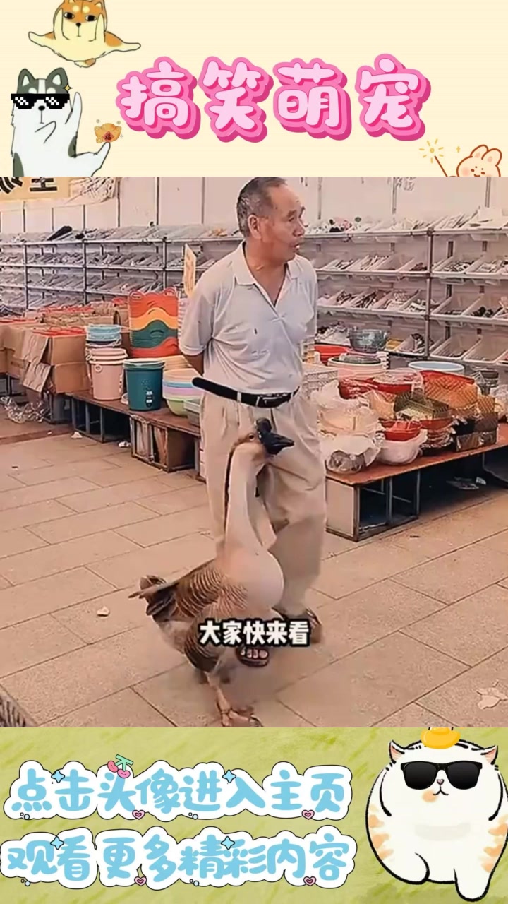 “幽默大鹅遛弯趣事:老哥的随身宠物与美食联想”