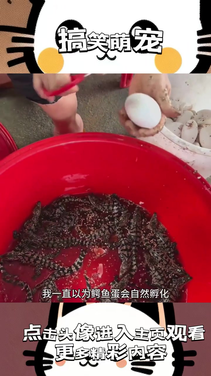 “人类：揭开小鳄鱼诞生之谜，蛋壳破裂背后的怪异真相！”