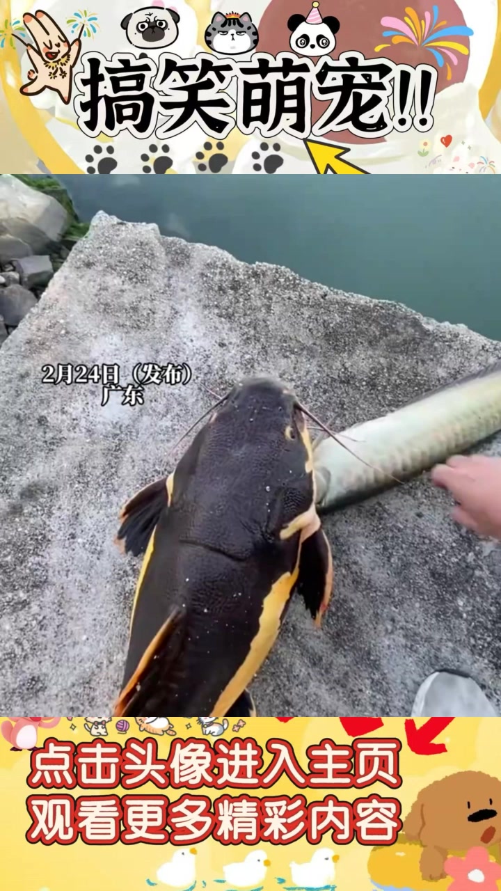 “悠然归自然：鱼跃龙门的美好祝愿与启程”