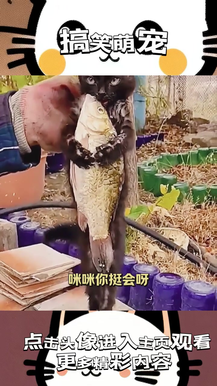 “神秘鱼类猎手:咪咪的超常捕食行为引发无数疑问与奇观!”