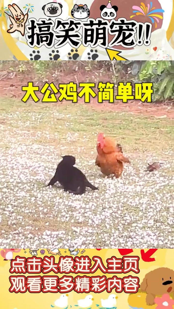 《猫咪与小鸡的搞笑互动,大公鸡霸气护卫的故事》