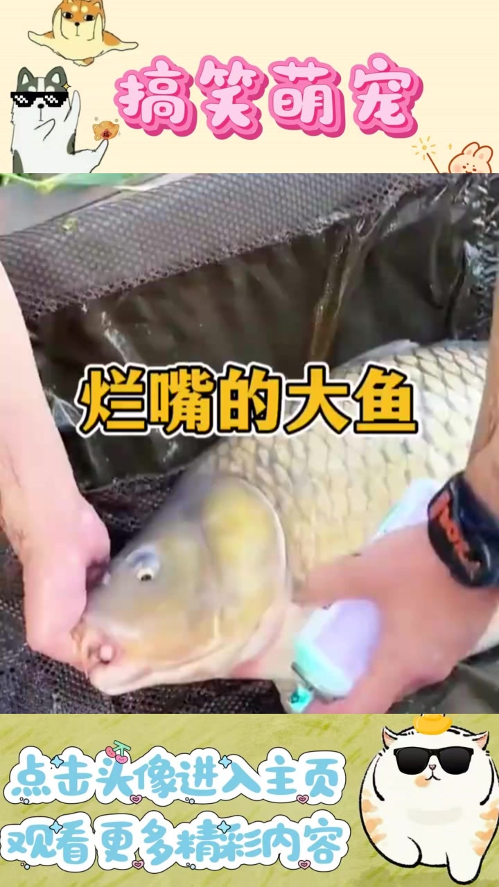 大鱼口腔溃疡治疗：七天离水，生命能否延续？