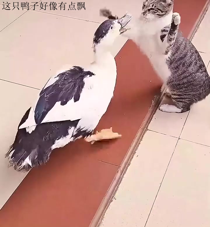 这只鸭子好像有点飘