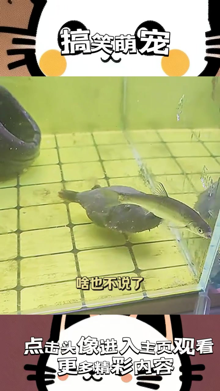 “扑朔迷离：丑鱼吞噬十几条小鱼，揭秘深海奇观与奇葩食欲！”