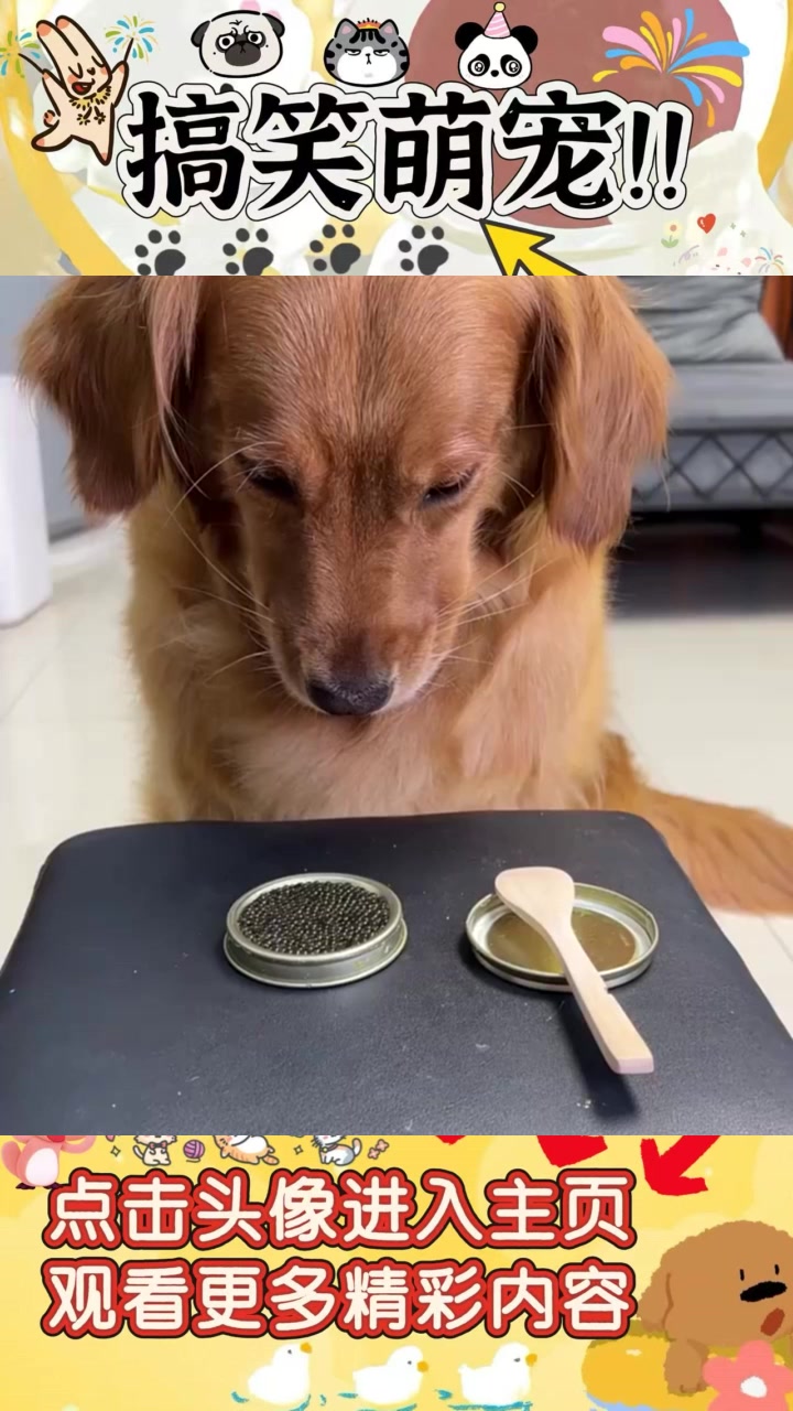 “狗子吃鱼子酱会变光头强,鸽子为何不能?”