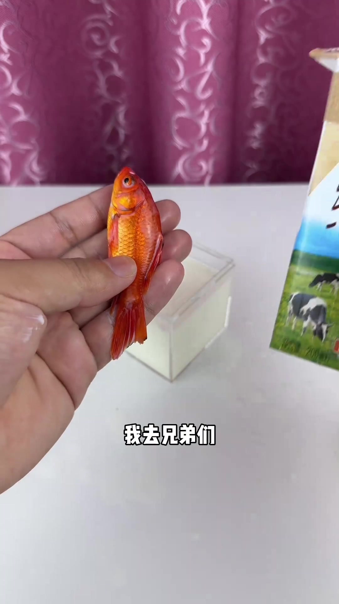 离谱!据说用牛奶养金鱼,一周就能长大一倍,亲测