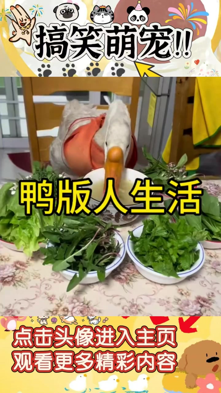 《鸭子的奢华生活：能同桌享受美食，未来或成才》