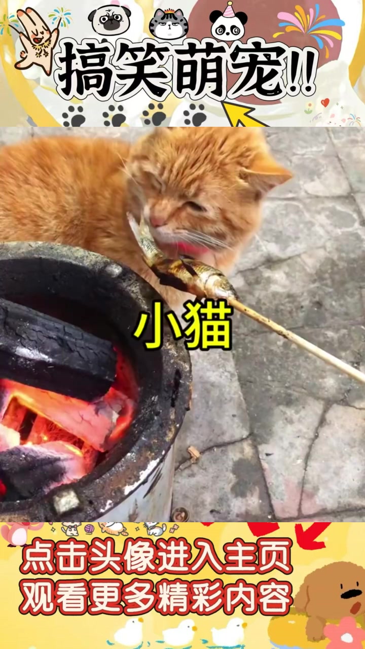 挑剔猫咪的饮食偏好:只爱烤鱼而不理新鲜鱼,真是太奇怪了!