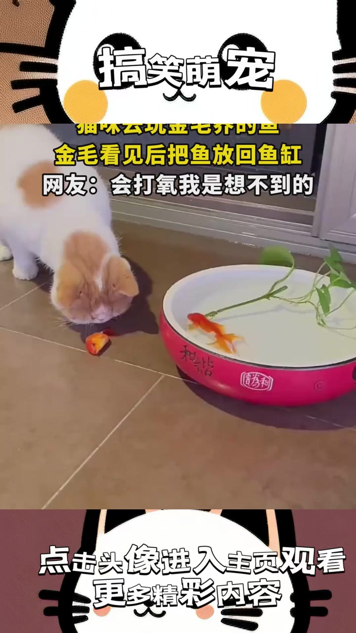 夏天的鱼与毛毛猫:孤独旅途中的奇妙交织与自然的神秘现象