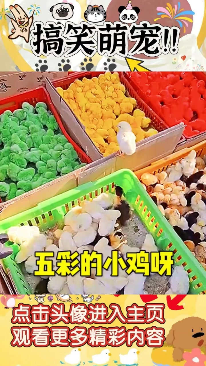 神奇的五彩小鸡:你见过这样颜色斑斓的小生命吗?