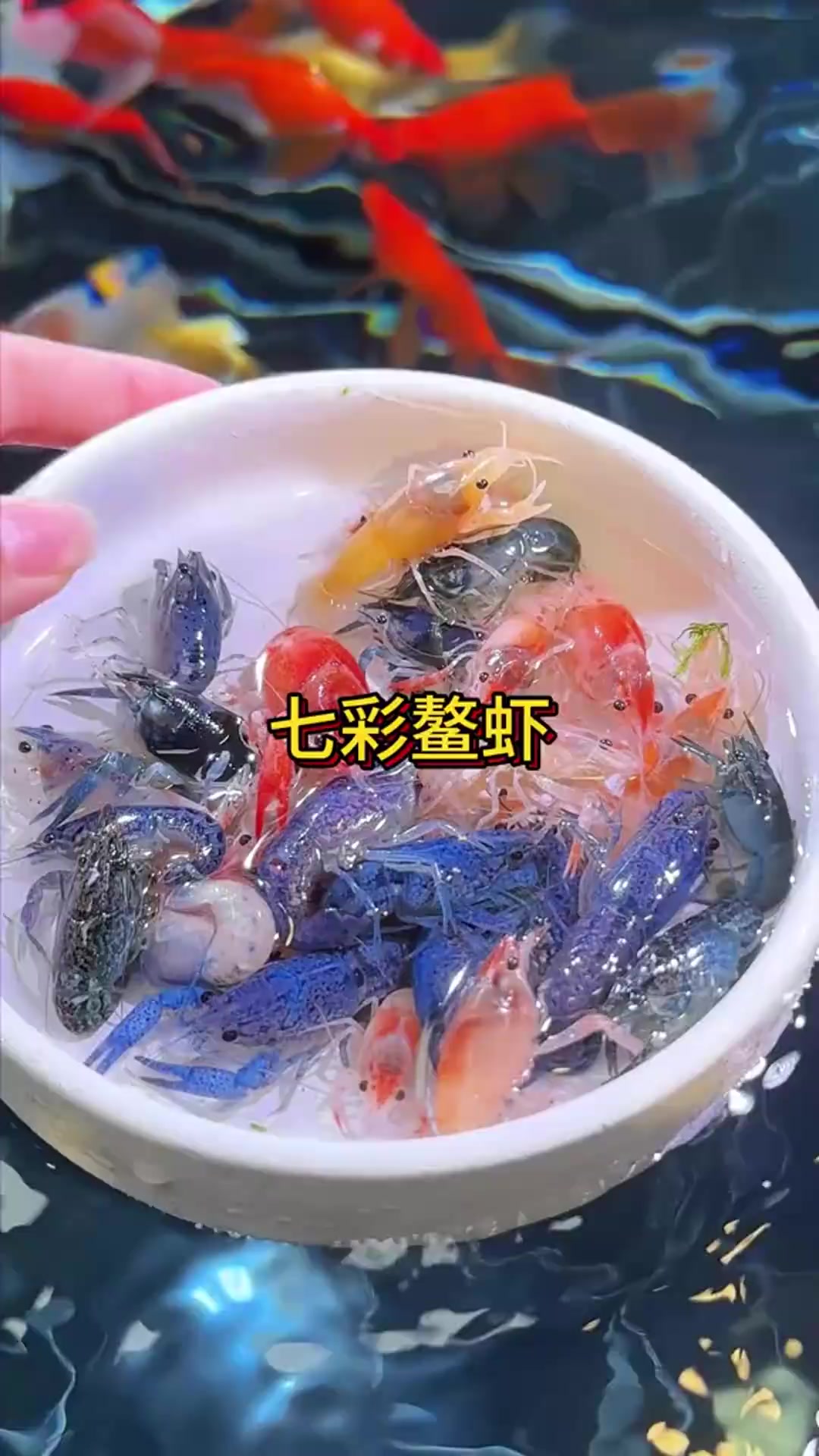 新手养鳌虾也不死？这虾到底神奇在哪！