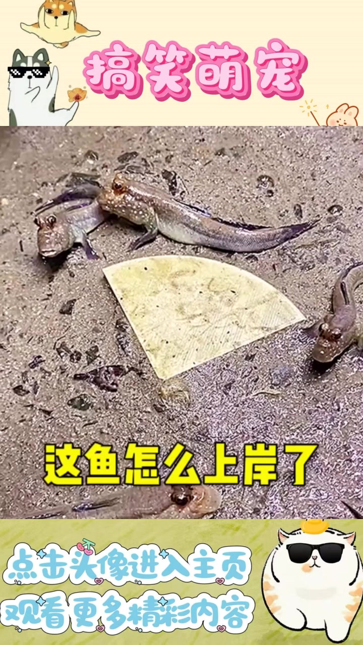 奇怪的鱼：吃肉成精，今后养鱼需谨慎