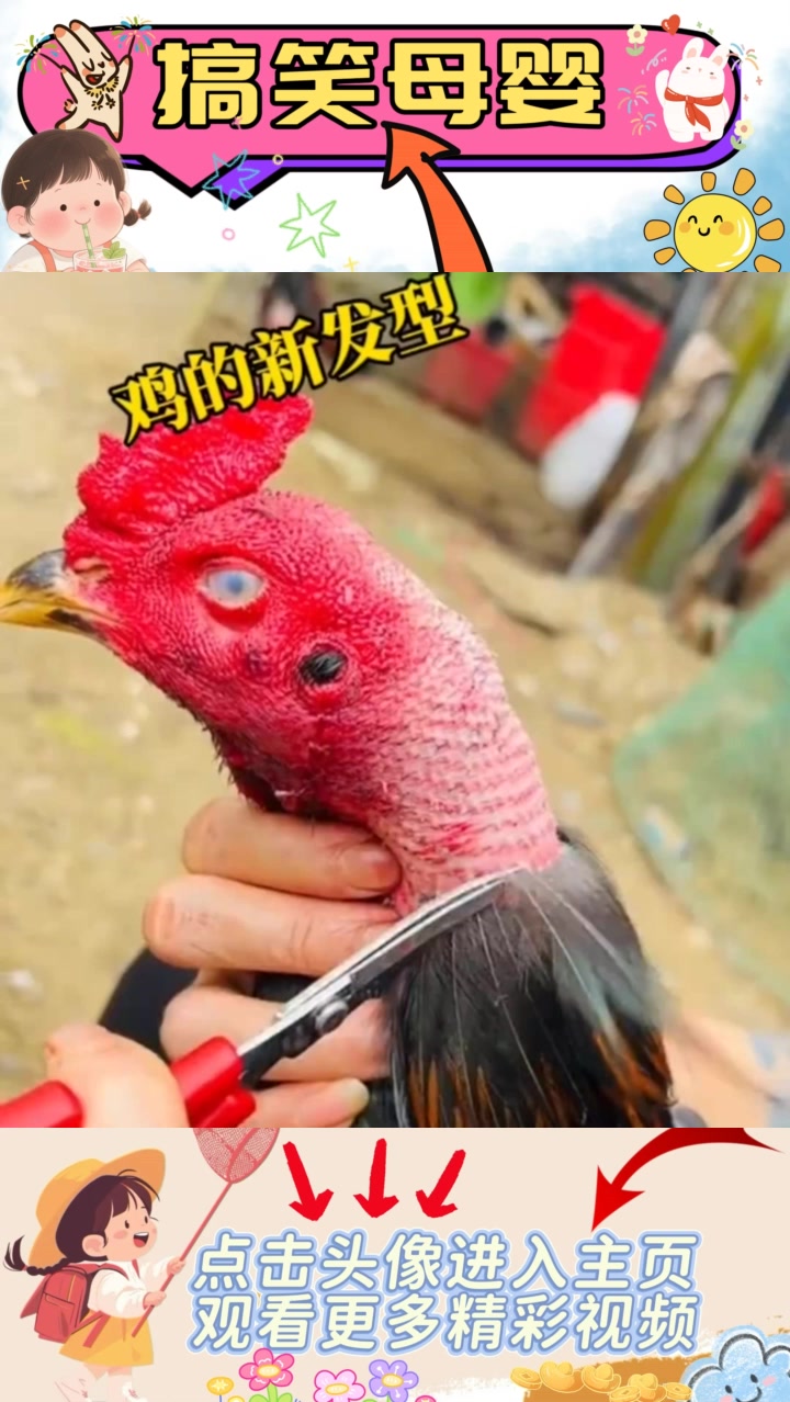 过年理发风潮：帅哥为小公鸡打造时尚发型，别具一番风味！