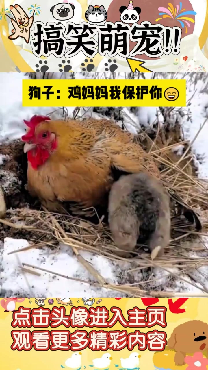 “寒冷冬日,鸡腿儿的温暖与陪伴:我愿做你的妈妈”