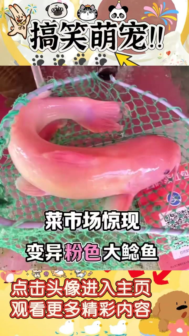 “黑鲶鱼命运待决,粉色变异鱼成新宠,菜市场趣事分享”