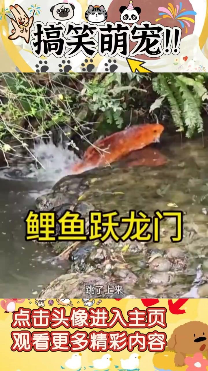 罕见红鲤鱼跃出小溪，鱼跃龙门寓意好运连连