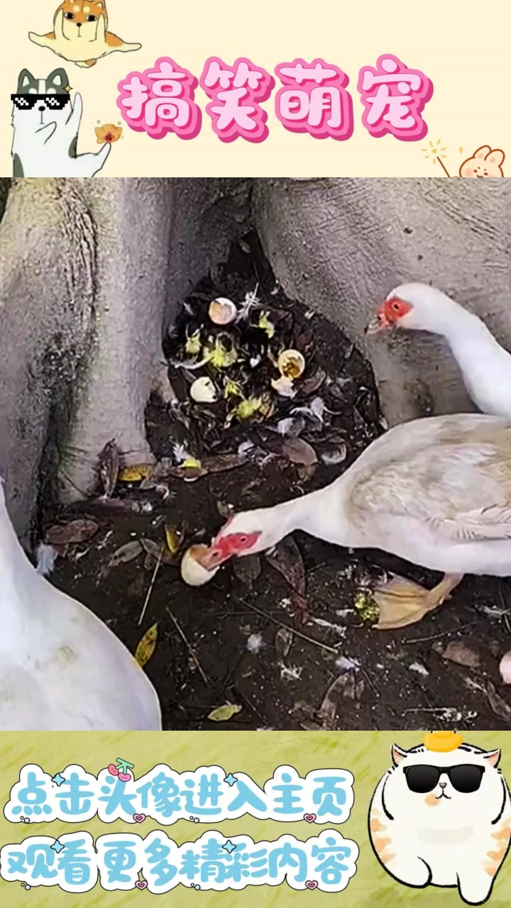小鸭子历险归家，带回一窝可爱小鸭崽子！