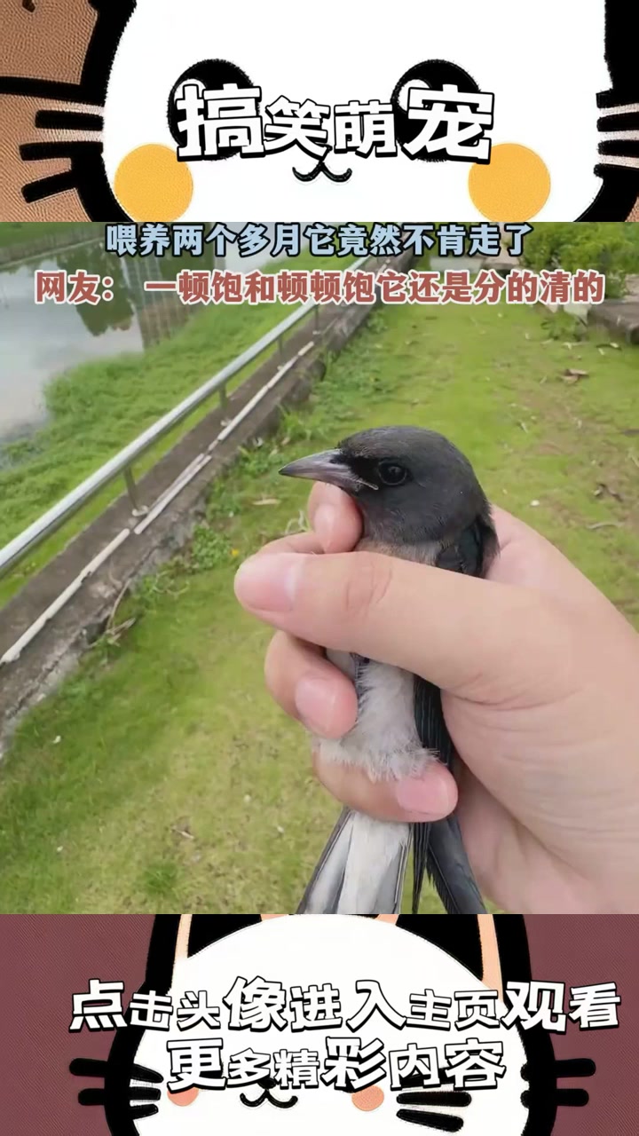 “飞鸟重获自由竟拒绝离去,背后隐藏着怎样的神秘法则?”