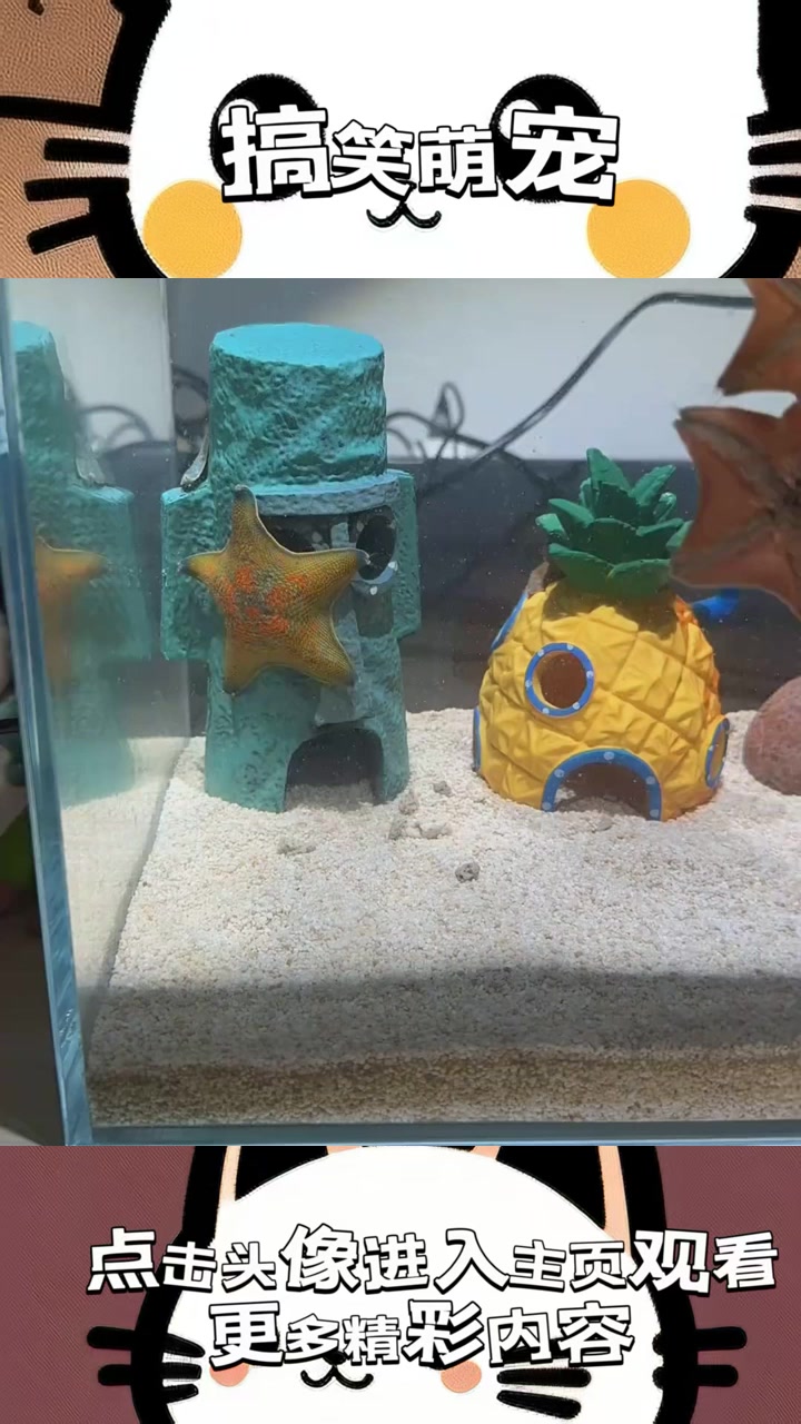 “当抽象与现实碰撞,派大星与比目鱼的奇异共生引发海底新奇事”