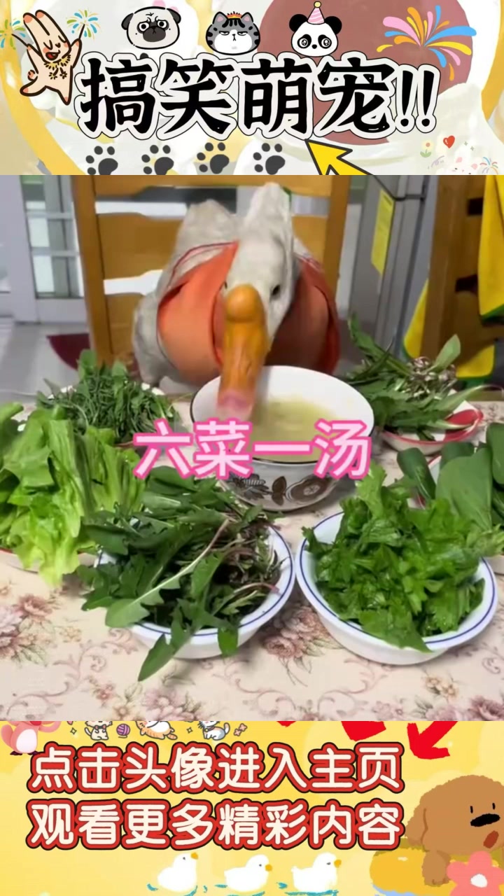 “不可思议!大鹅竟然享受丰盛晚餐,羡煞旁人”