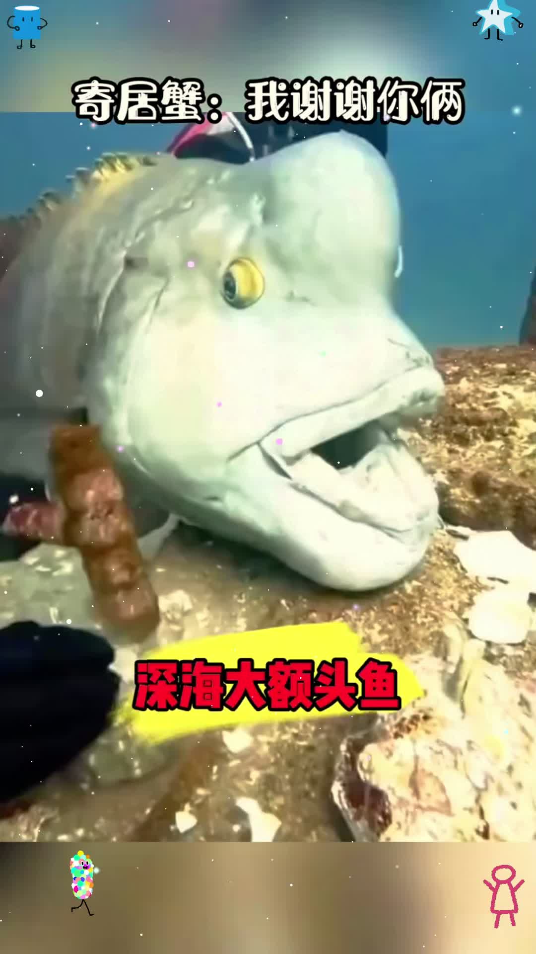 这是寿星鱼吗，头上我有个大包。