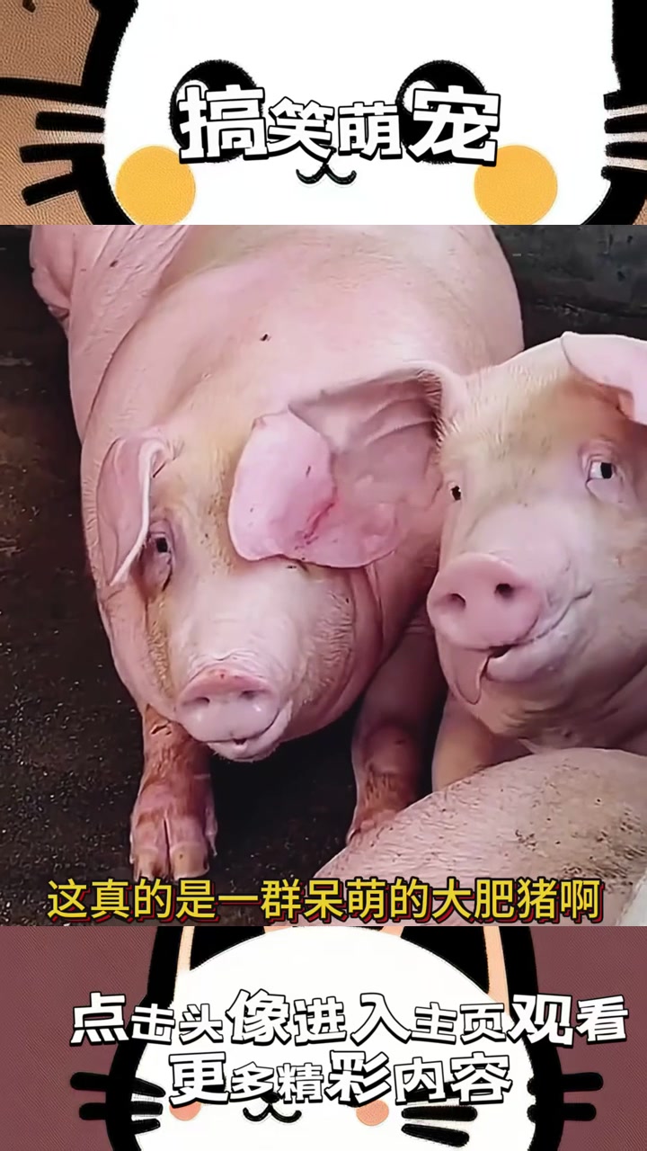 “卷毛猪与腱子肉,奇妙动物世界中的口味之谜究竟隐藏了什么?”