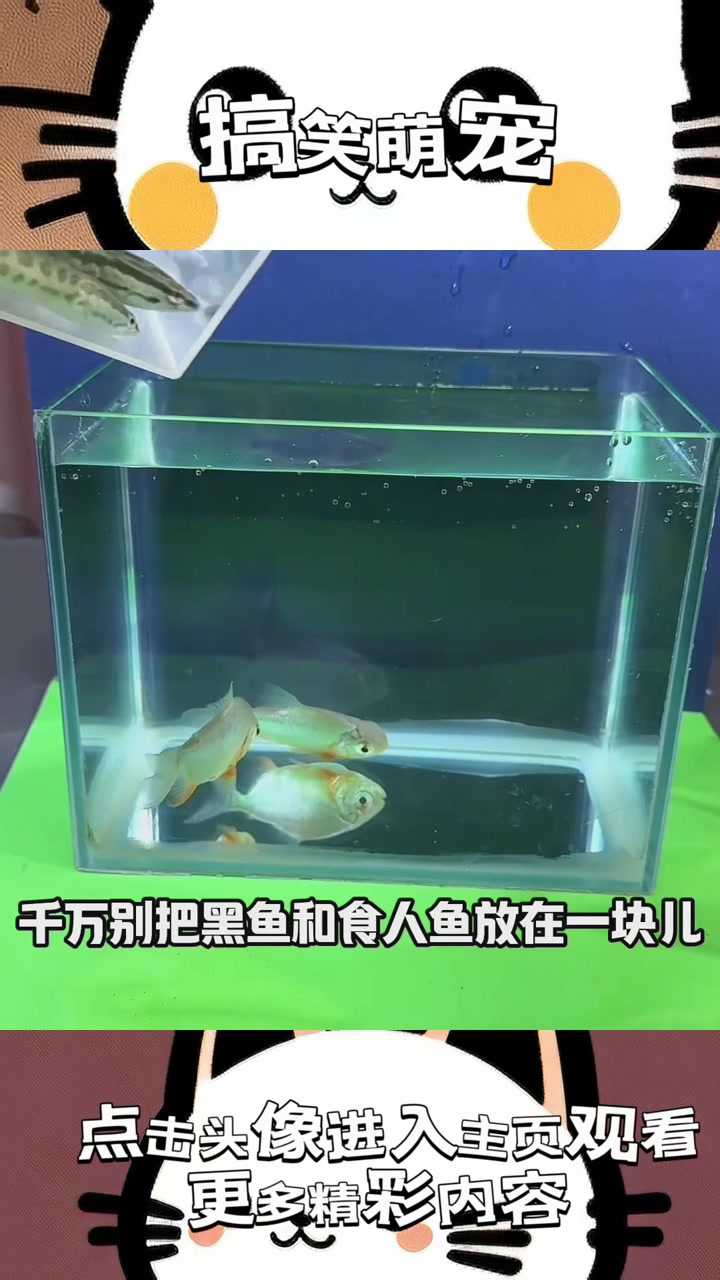 “黑鱼与食人鱼对峙：实力相当的奇异现象为何反转猎食关系？”